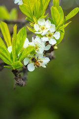 Bee on plum blossom