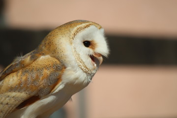 Chouette Effraie en train de crier