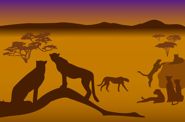 Fototapeta na wymiar Silhouettes of cheetahs in savanna