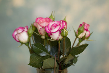 Roses