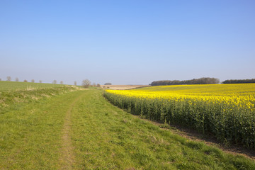 grassy bridleway in springtime