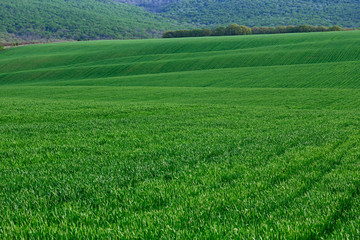 Green fields and bosky hills 