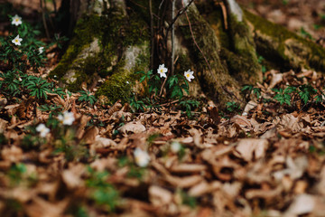 Anemone nemorosa. White tender spring flowers, growing at forest. Seasonal natural floral background. Also called wood anemone, windflower, thimbleweed, smell fox.