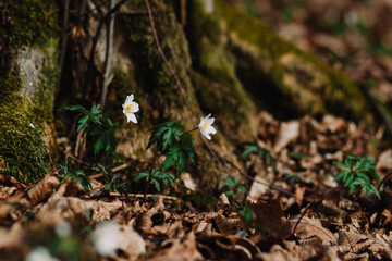 Anemone nemorosa. White tender spring flowers, growing at forest. Seasonal natural floral background. Also called wood anemone, windflower, thimbleweed, smell fox.