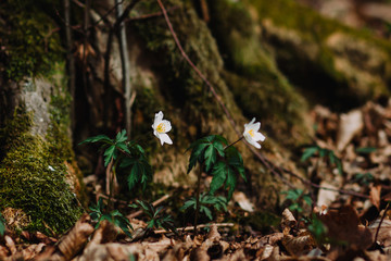 Naklejka na ściany i meble Anemone nemorosa. White tender spring flowers, growing at forest. Seasonal natural floral background. Also called wood anemone, windflower, thimbleweed, smell fox.