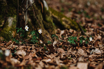 Anemone nemorosa. White tender spring flowers, growing at forest. Seasonal natural floral background. Also called wood anemone, windflower, thimbleweed, smell fox.