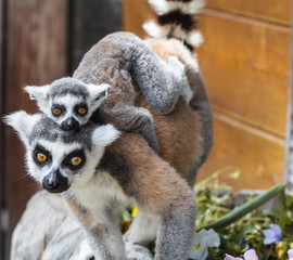 Lemuren , Lemur und ihr Leben im Zoo , Tierpark , Madagaskar