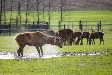 Deer without antlers in the water