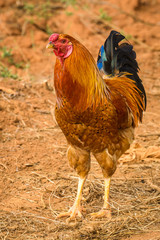 The colorful rooster in the yard.