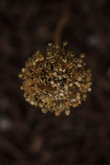 dried flower in the garden near with old grass