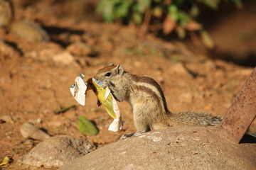 squirrel eating