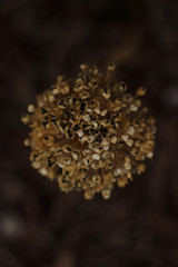 dried flower in the garden near with old grass