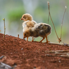 Two cute little chicks wondering in nature.