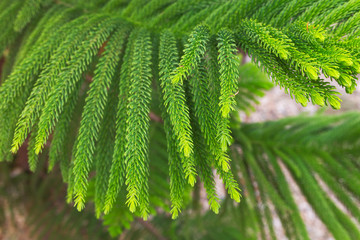Norfolk Island Pine Araucaria heterophylla Araucaria excelsa branch, Morocco