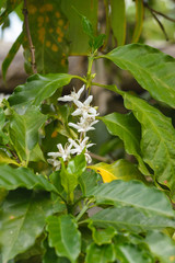  White Coffee Flowers on a Coffee Plant with leafs.
