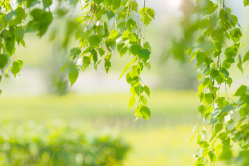 Bright summer green background with birch leaves. Blurred background with the lens during the shooting