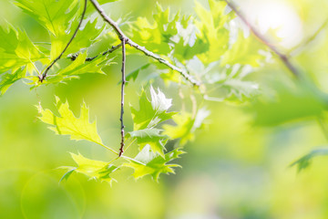 Oak branch and leaves. Shallow depth of field, beautiful green background