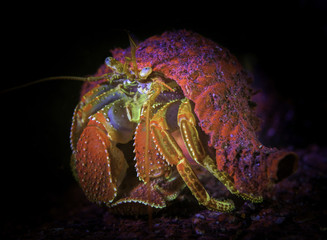Fluorescent hermit crab
