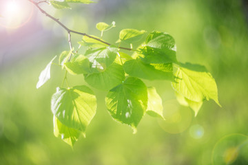 Fototapeta na wymiar Young green leaves of linden, sun, glare, light. Shallow depth of field, background blurred