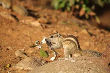squirrel eating