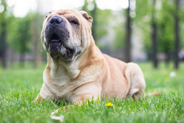 Obraz premium Shar Pei dog
