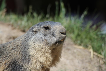 Marmotte