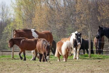 Pferdeherde auf der Weide