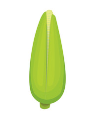 Organic Corn Isolated on White Background. Agriculture farm vegetable for popcorn vector. Corncob with leafs vegeterian food illustration