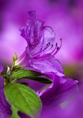 Fototapeta na wymiar tender lilac flower blossomed green leaf beautifully