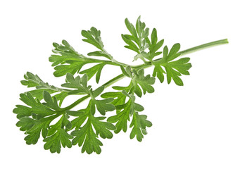 Single sagebrush leaf isolated on a white background