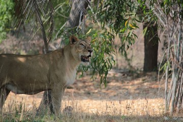 Female lion standing beneath a tree