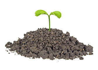 Young plant with humus isolated on white background