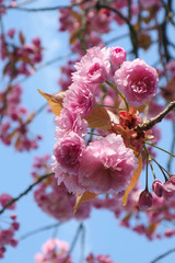 cherry blossom in pink