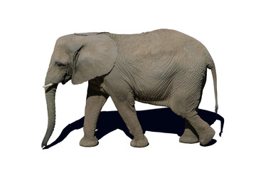 Fototapeta na wymiar elephant isolated on white background with shadow