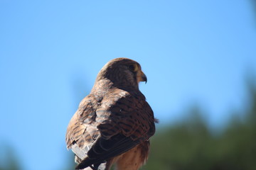 Petit oiseau