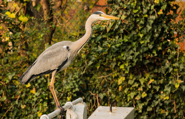 A Heron on the Grand Union Canal