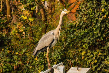 A Heron on the Grand Union Canal