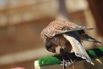Petit Oiseau en train de manger un ver