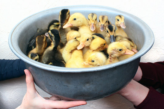 Hands holding a bowl with little ducklings