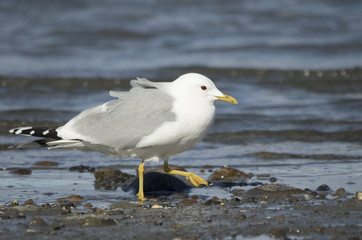 Common gull