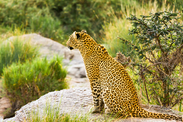 African Leopard Waiting and Watching
