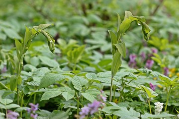 Vielblütige Weißwurz (Polygonatum multiflorum)

