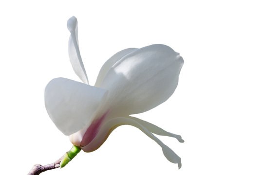 Fototapeta white big magnolia on a white background
