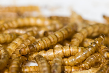 Dried mealworm bird food on a plate waiting for a robin