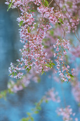 Blooming sakura tree