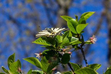 Open winged butterfly on a green leaves