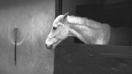 White horse in stable with copyspace