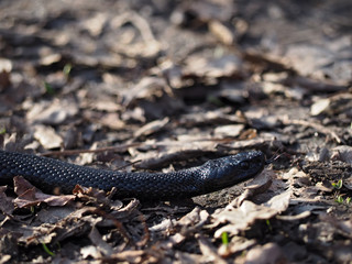 Black dangerous snake at the leaves at the forest tongue out