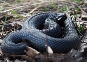 Black dangerous snake at the leaves at the forest curled up in a ball