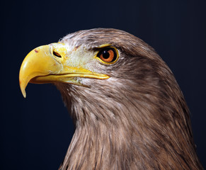 Naklejka premium Eagle serious brown at blue background portrait